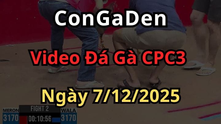 Video Đá Gà Trực Tiếp CPC3 ngày 7/12/2025